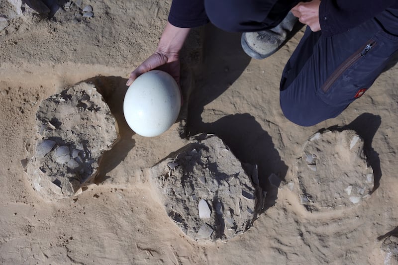 An ostrich egg next to 4,000-year-old ostrich egg fragments found in Nitzana sands in the Negev desert, Israel. EPA

