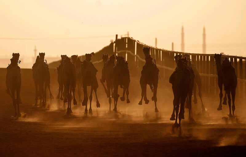 Camels take off during a race at a track near the Sudanese village of al-Ikhlas, in the west of the city of Omdurman. The race is organised by traditionally camel-rearing tribal families from the village as a way to preserve and celebrate their heritage. AFP