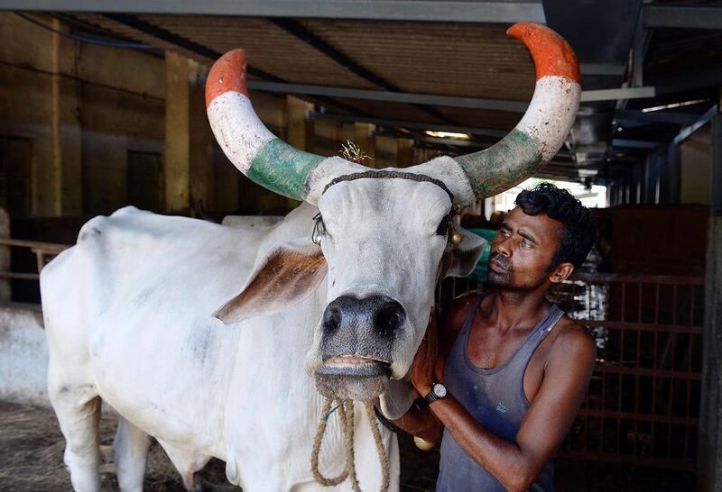 A worker tends to a bullock at the Shree Gopala Goshala north-east of Mumbai, one of about 25,000 cow shelters in India. Indranil Mukherjee / AFP / June 8, 2015