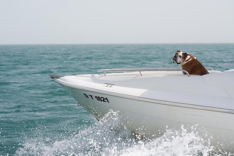 Maximus living the high life on a boat. Courtesy Katherine Cebrowski