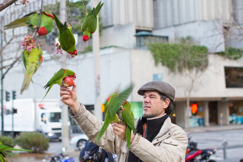 A pandemonium of parrots has lived in Telegraph Hill in San Francisco since the 1990s. Getty