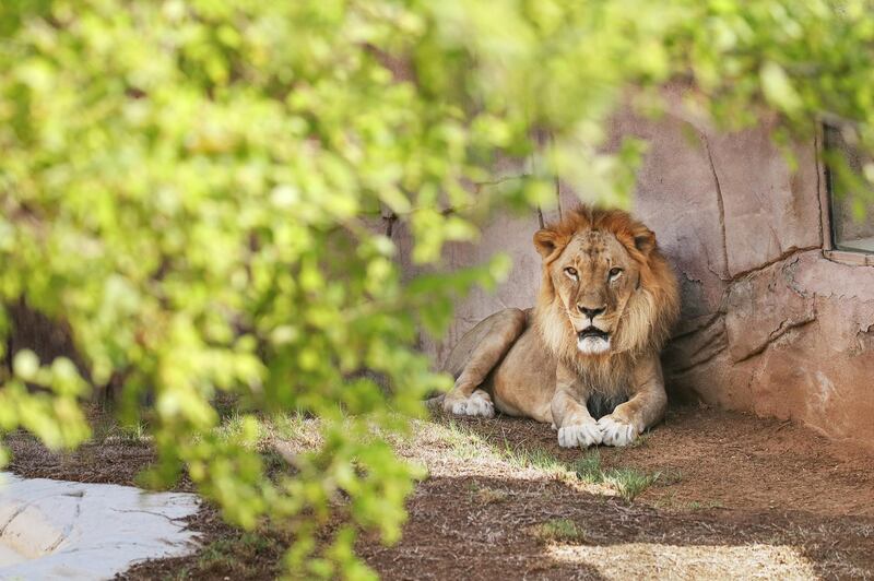 Al Ain Zoo will cage visitors as lions run free as part of a new feeding experience. Courtesy Al Ain Zoo / Facebook