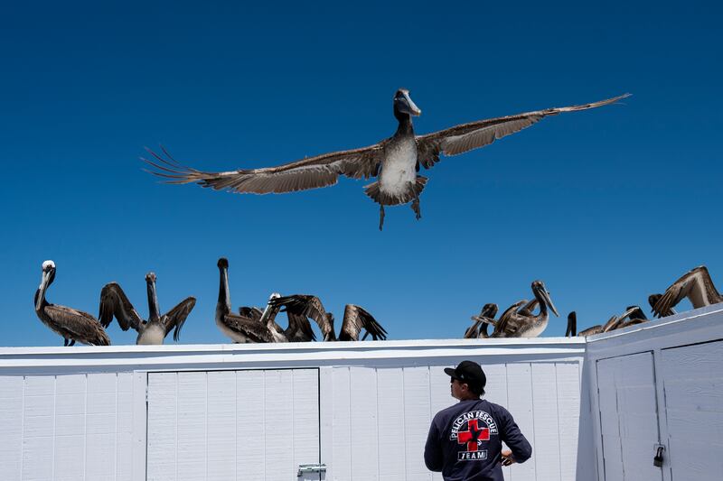 A pelican flies over a wildlife rescuer after a group of the sick birds arrived on a pier in Newport Beach, California, US. AP