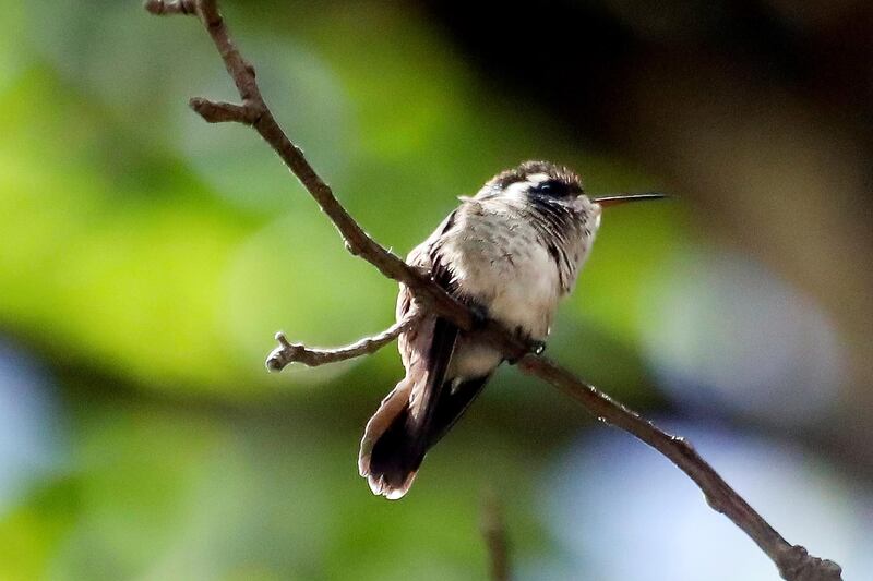 A hummingbird perches on a tree branch in Tegucigalpa, Honduras. EPA