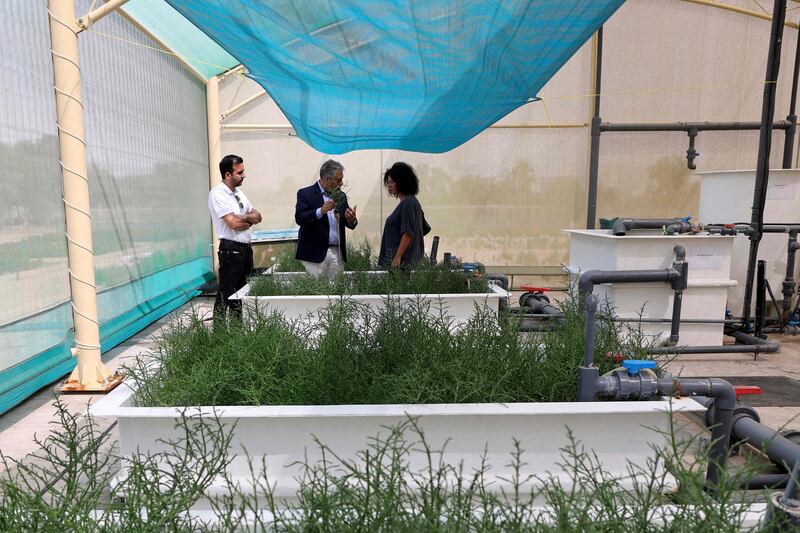 Salicornia plants at International Center for Biosaline Agriculture (ICBA) in Dubai.