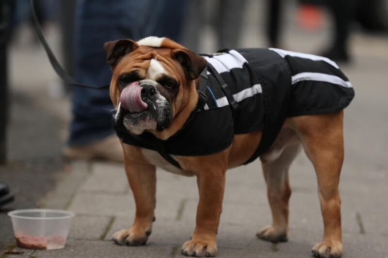 A dog wearing the colours of Newcastle United outside the stadium before the match. Action Images via Reuters