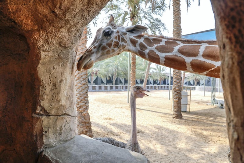 Abu Dhabi, United Arab Emirates, August 4, 2019.  Breakfast with giraffes at the Emirates Park Zoo. —  Two ostriches are part of the enclosure with Amy and Mary the giraffes.
 Victor Besa/The National
Section:  NA
Reporter:  Sophie Prideaux