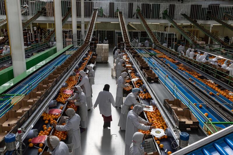 Workers sort oranges at the Mafa farms packing house in Cairo, Egypt. For the second year in a row, Egypt topped the list of countries exporting citrus fruits by volume. Getty Images