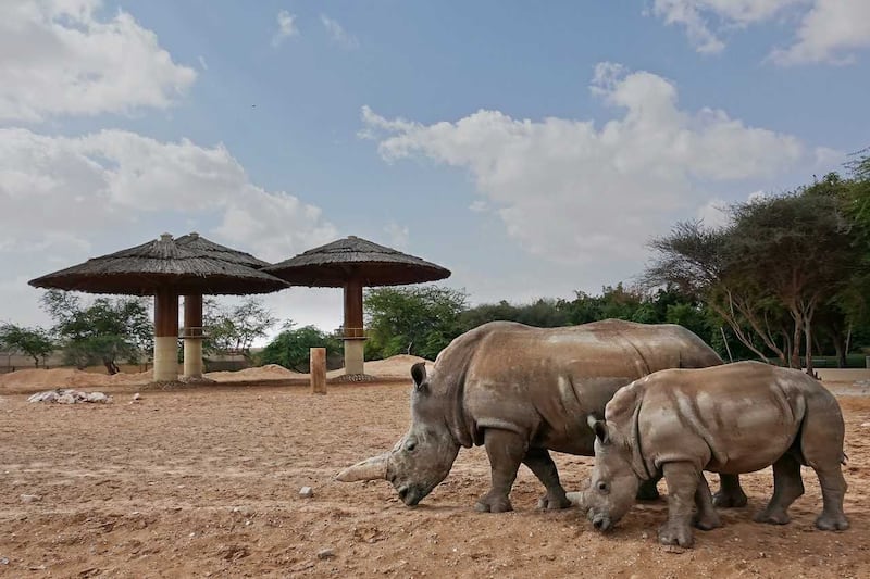Officials say the zoo follows the best international standards and practices by providing an environment as close as possible to the rhinos' natural habitat.