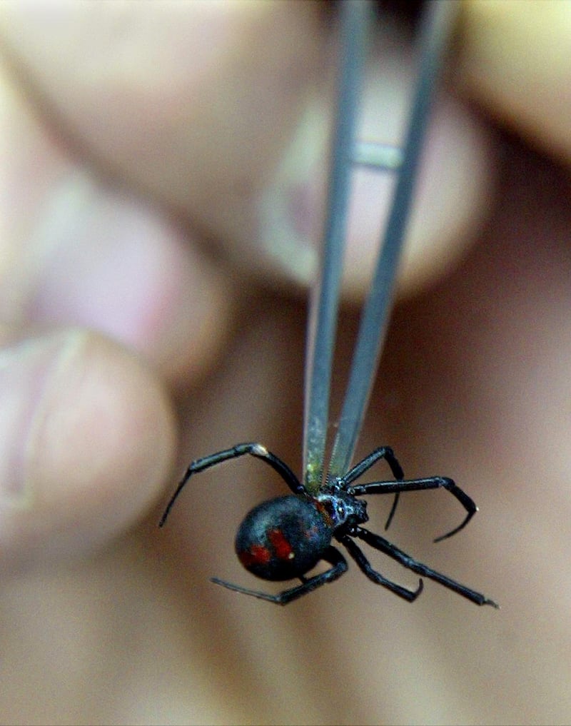 A Chilean scientist shows a black-widow spider at his laboratory in
Temuco, 700 Km south of Santiago, June 9, 2003. Chilean researchers say
they aim to develop a new pill to combat impotence that would have the
added bonus of being a male contraceptive, based on experiments with
the venom of black-widow spiders. REUTERS/Carlos Barria

CB