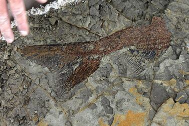 A partially exposed 66-million-year-old fish fossil uncovered by Robert DePalma and his colleagues in North Dakota. Robert DePalma / Kansas University / AFP