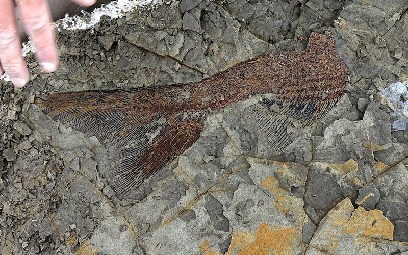 This handout photo obtained March 30, 2019 courtesy the University of Kansas shows a partially exposed, perfectly preserved 66-million-year-old fish fossil uncovered by Robert DePalma and his colleagues. - The scientists have discovered the fossilized remains of a mass of creatures that died minutes after a huge asteroid slammed into the Earth 66 million years ago, sealing the fate of the dinosaurs. In a paper to be published April 1, 2019, a team of Kansas University paleontologists say they found a "mother lode of exquisitely preserved animal and fish fossils" in what is now North Dakota. The asteroid's impact in what is now Mexico was the most cataclysmic event ever known to befall Earth, eradicating 75 percent of the planet's animal and plant species, extinguishing the dinosaurs and paving the way for the rise of humans. (Photo by Robert DePalma / Kansas University / AFP) / XGTY / RESTRICTED TO EDITORIAL USE - MANDATORY CREDIT "AFP PHOTO / University of Kansas" - NO MARKETING NO ADVERTISING CAMPAIGNS - DISTRIBUTED AS A SERVICE TO CLIENTS ---
TO GO WITH AFP STORY :  "Fossil 'mother lode" records Earth-shaking asteroid's impact: study."