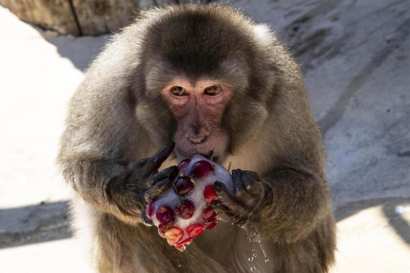 A Japanese Macaque refreshes with an ice fruits in a BioParco zoo pool in Rome, Italy. Temperatures registered 38 degrees Celsius with hot winds and high humidity gripping most of the country.  EPA