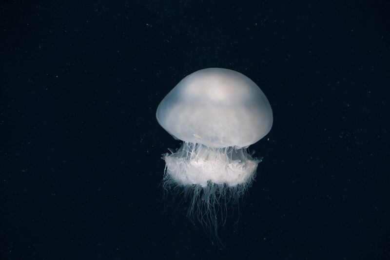 Beyond stinging swimmers and costing the country $10 million a year in lost tourism, the jellyfish have also been clogging desalination plants and industrial fishing nets as their seasonal numbers grow.