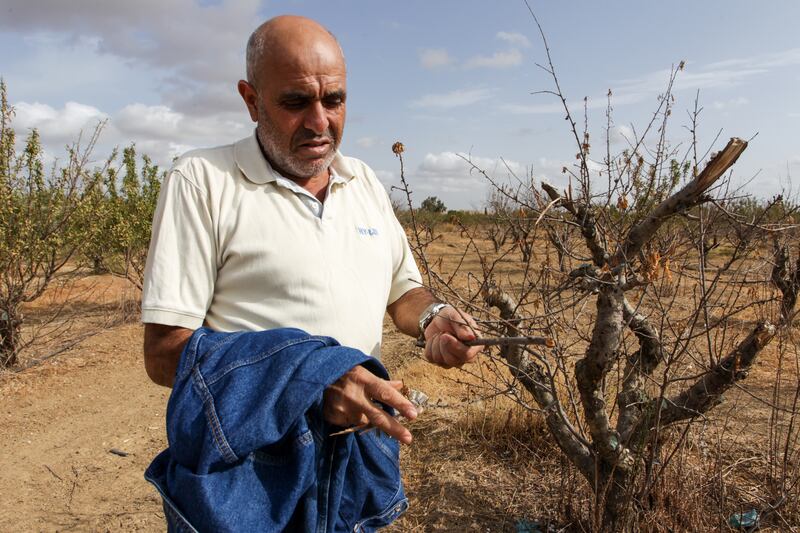 Mr. Mattousi shows peach trees that have withered due to the drought on his farm
