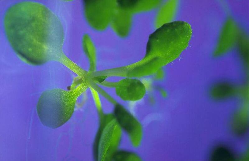 An Arabidopsis seedling which is being used to find mutants not responsive to temperature.