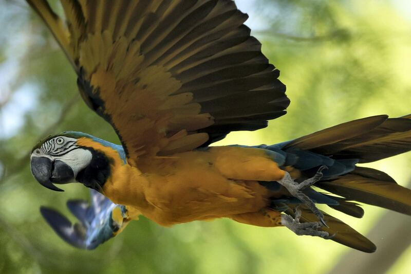 A blue-and-yellow macaw that zookeepers named Juliet flies outside the enclosure where macaws are kept at BioParque, in Rio de Janeiro, Brazil, Wednesday, May 5, 2021. Juliet is believed to be the only wild specimen left in the Brazilian city where the birds once flew far and wide.Â (AP Photo/Bruna Prado)