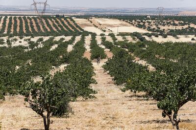 This picture taken on June 24, 2020 shows a view of pistachio trees growing at a pistachio orchard in the village of Maan, north of Hama in west-central Syria. - Pistachio farmers in central Syria are hoping that reduced violence will help revive cultivation of what was once one of the country's top exports. Maan, famed for its pistachio production, was controlled for years by jihadists and their rebel allies but it fell to the government at the start of the year following a months-long offensive. And as violence subsided, many formerly displaced farmers have returned, hoping this season will mark the revival of what was once a leading industry. (Photo by LOUAI BESHARA / AFP)