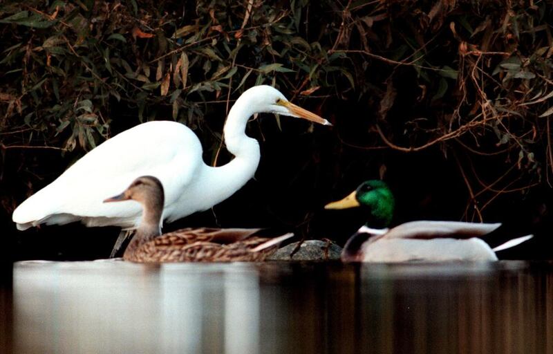 Mallard ducks and a great heron in Griffith Park. David McNew / Newsmakers