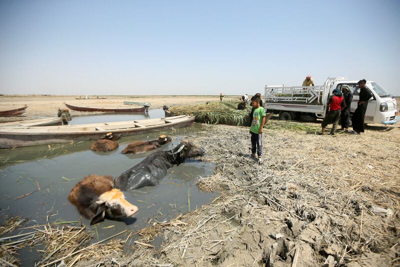 Buffaloes wade through low water levels at the Chebayesh marsh in Dhi Qar province, Iraq. Reuters
