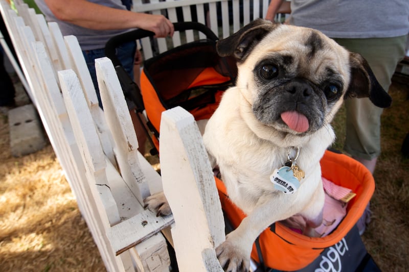 China Su, a pug rescued from China, awaits her turn on the stage. AP