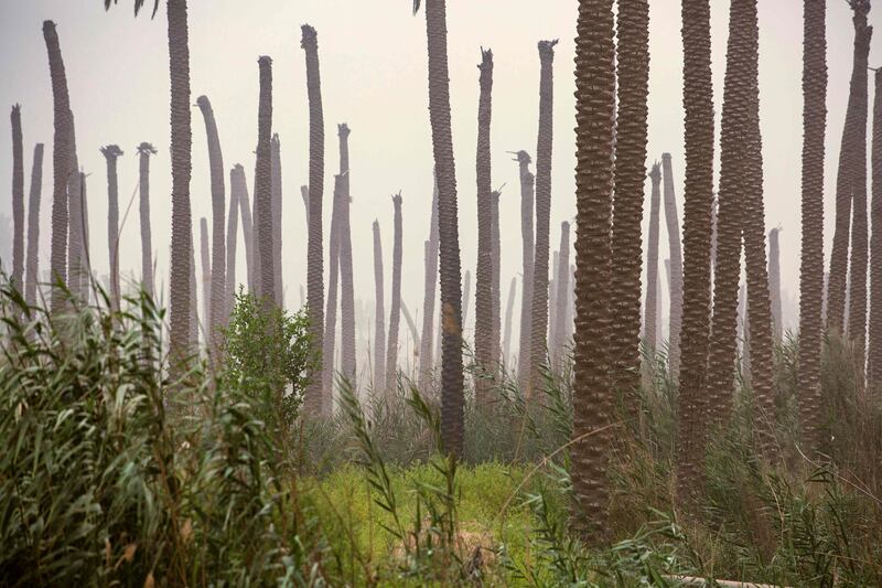 Poor-looking date palms in Basra region, once a centre of date production in southern Iraq.