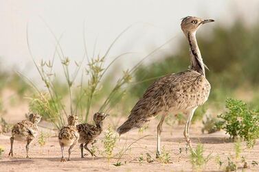 The Houbara bustard is classified as a vulnerable species by the International Union for Conservation of Nature. Courtesy International Fund For Houbara Conservation