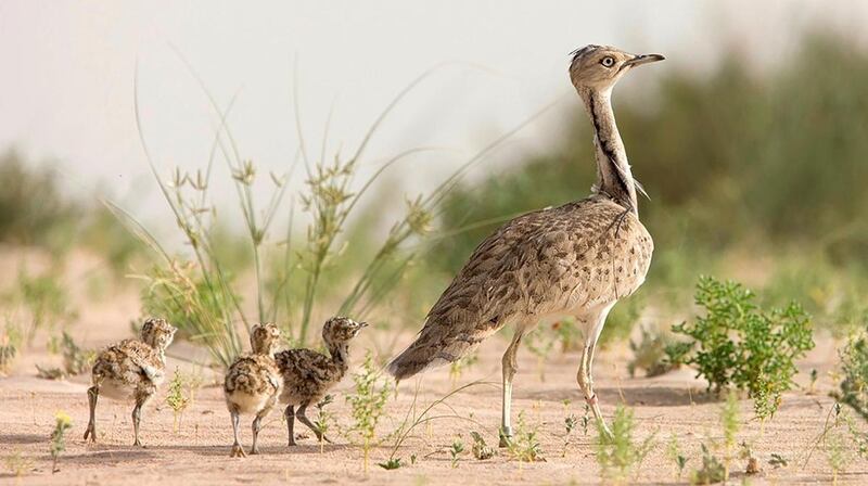 The Houbara bustard is classified as a vulnerable species by the International Union for Conservation of Nature. Courtesy: International Fund For Houbara Conservation