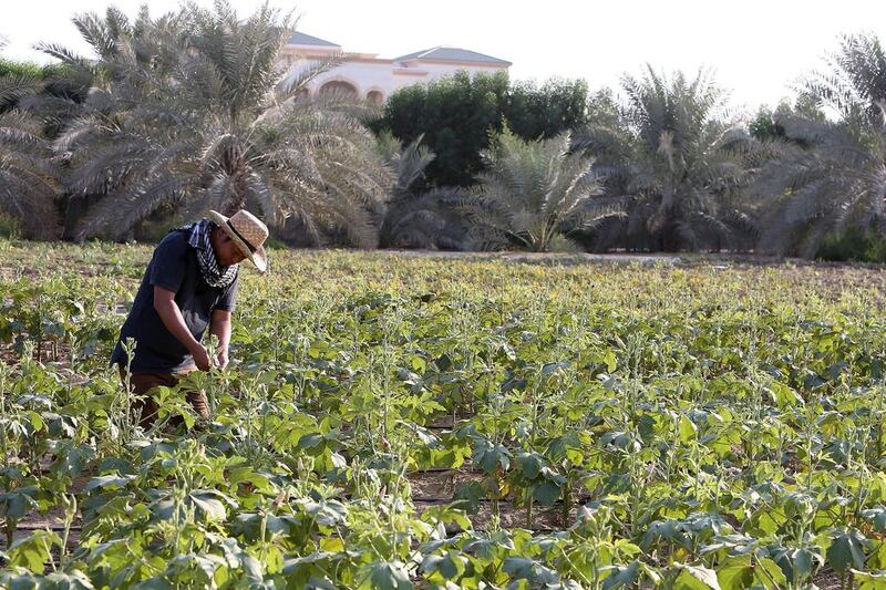 Organic Oasis’s farm manager Emerson Sison Bagalay works in a field of okra. Pawan Singh / The National