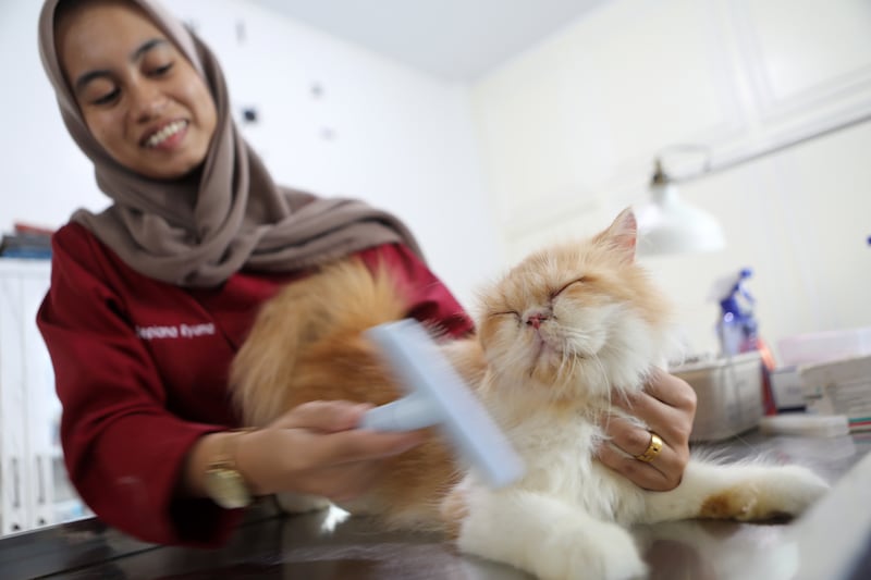 A pet hotel attendant with a cat staying at the facility while its owners enjoy the Eid Al Fitr holiday in Banda Aceh, Indonesia. EPA