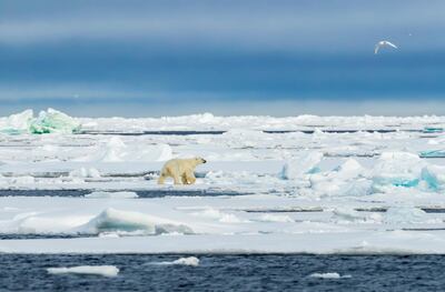 The exhibition features works shot in the Arctic