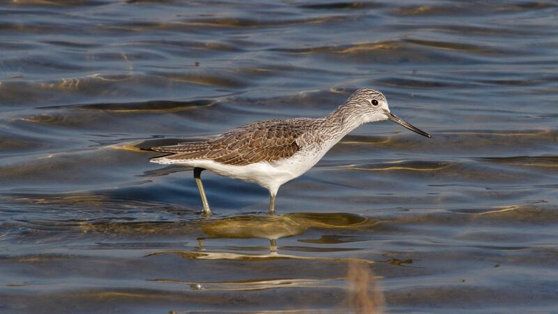 More than 100 species of birds winter on the southern shores of the Mediterranean Sea. Tunisia’s salt marshes are particularly fertile feeding grounds for wading birds. Photo: Hichem Azafzaf