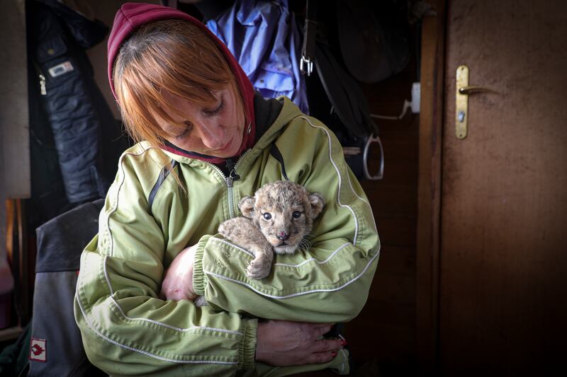 Ms Lutsenko holds a newborn lion cub. AP