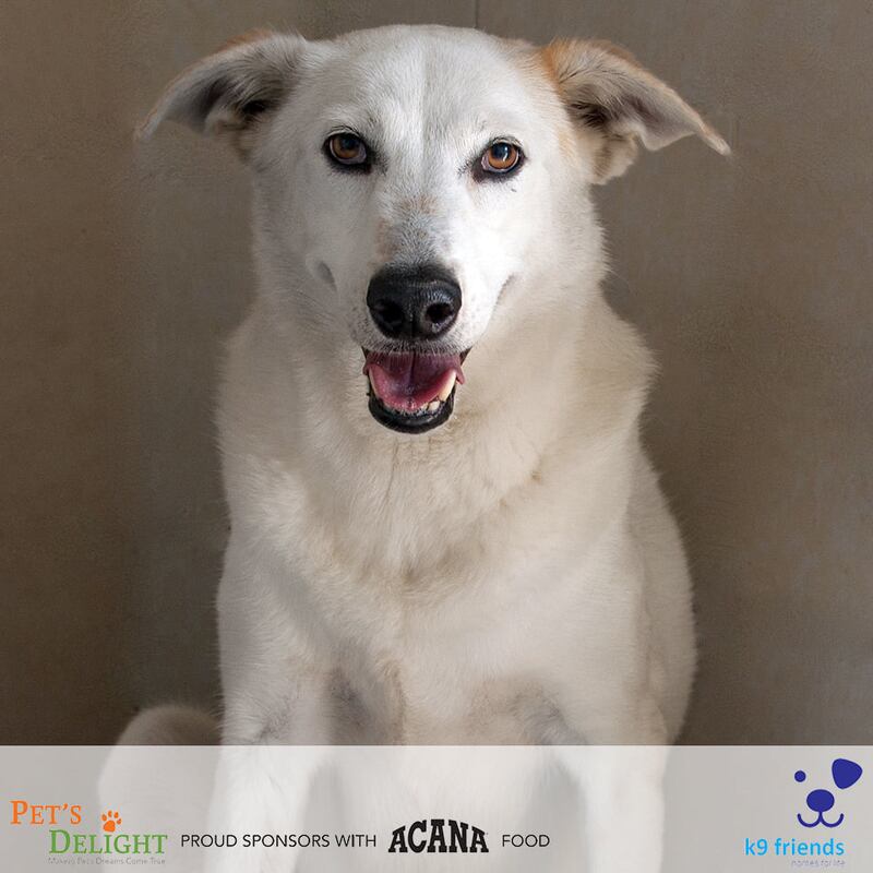 Pavlova, aged 8, is a medium-sized mix breed, described as a 'lazy gentleman'. He does not like men and is not suited to a home with young children. He loves the water and would make a loyal companion. Photo: K9 Friends