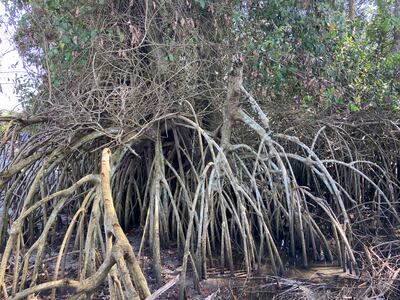 Mangroves are often exploited, particularly in poorer regions. Vahid Fotuhi