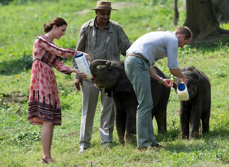 KAZIRANGA, INDIA - APRIL 13:  Catherine, Duchess of Cambridge and Prince William, Duke of Cambridge feed baby elephants during a visit to the Centre for Wildlife Rehabilitation and Conservation, at Kaziranga National Park on April 13, 2016 in Guwahati, India. The Duke and Duchess of Cambridge are on a week-long tour of India and Bhutan taking in Mumbai, Delhi, Assam, Bhutan and Agra.  (Photo by Arthur Edwards - Pool/Getty Images)