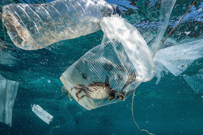 epa07430366 A handout photo made available by Greenpeace shows a crab stuck in plastic in Verde Island Passage, Batangas City, Philippines, 07 March 2019 (issued 12 March 2019). According to a data from the Global Alliance for Incinerator Alternatives (GAIA), Filipinos dispose 163 million pieces of single-use plastic sachets daily. An underwater exploration conducted by Greenpeace in Batangas, Philippines, single-use plastic sachets were found between, beneath, and on the corals and seabed of Verde Island Passage, the epicenter of marine biodiversity in the world.  EPA/NOEL GUEVARA/GREENPEACE HANDOUT  HANDOUT EDITORIAL USE ONLY/NO SALES