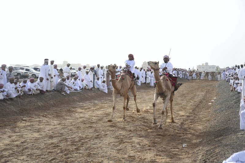 In all, around 40 horses and 120 camels race in Yahmadi.  Courtesy David Ismael