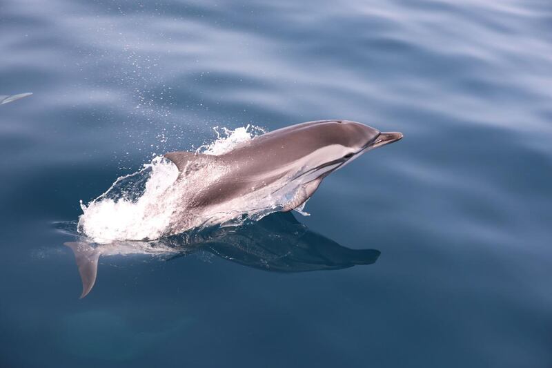 Six species of dolphin were found during the five-day survey from March 21 to 25.
