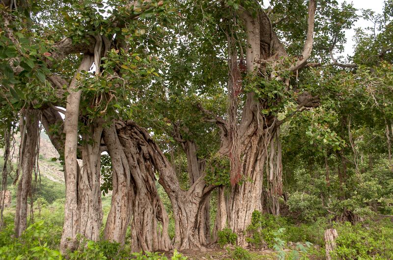 An ancient banyan tree in Bhangarh