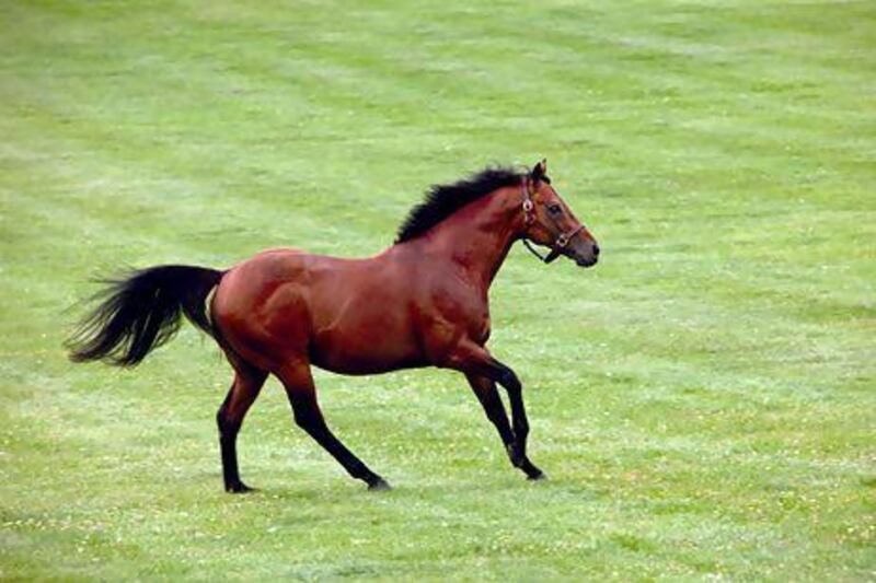 Dubawi at Dalham Hall in Newmarket. Photo courtesy Darley