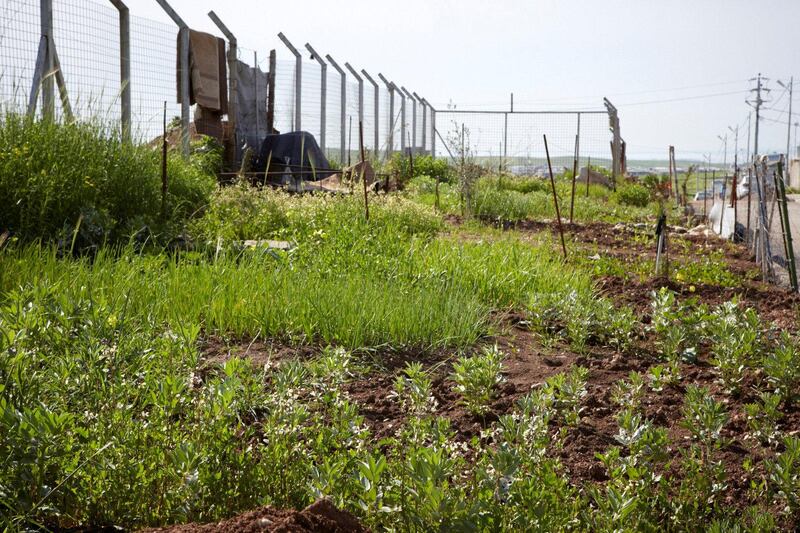 Azadi Community Garden Lemon Tree Trust. courtesy: Britt Willoughby Dyer