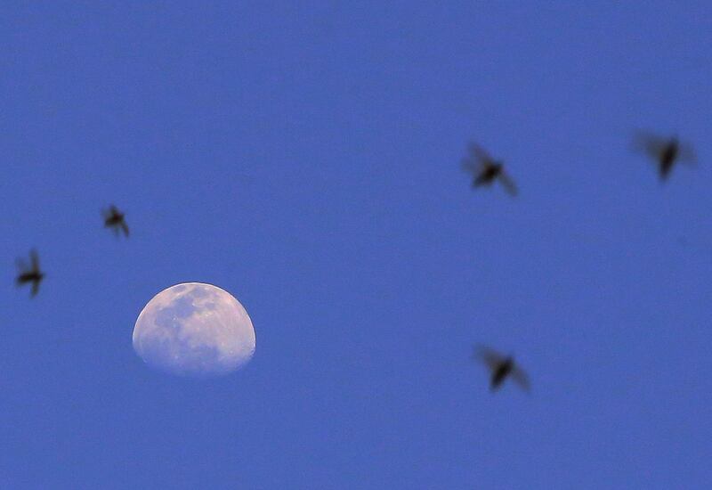 Recent strong winds that brought dust storms to Kuwait also saw swarms of desert locusts blown towards Kuwait City. AFP