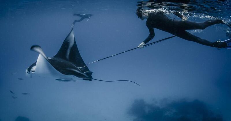 Conservationists point to simple economics as an incentive to create the sanctuary. A manta ray is worth up to US$1 million (Dh3.67m) over the course of its long lifetime thanks to tourists who are willing to pay top dollar to swim with the creatures. AFP / Conservation International