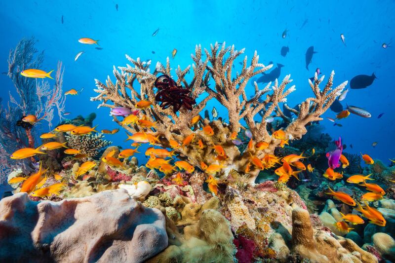 Lyretail Anthias in Coral Reef, Pseudanthias squamipinnis, Osprey Reef, Coral Sea, Australia (Getty Images) *** Local Caption ***  wk09ju-tr-snorkel-australia.jpg