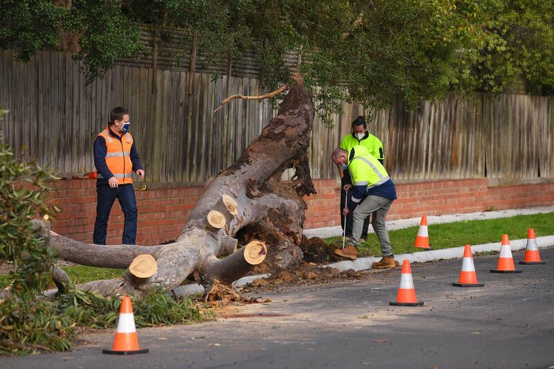Men work on removing a fallen tree, Friday, Aug. 28, 2020, which struck and killed a 4-year-old boy in Melbourne, Australia. Three people were killed by falling trees and 50,000 homes were left without power after a wild storm Thursday. (James Ross/AAP Image via AP)