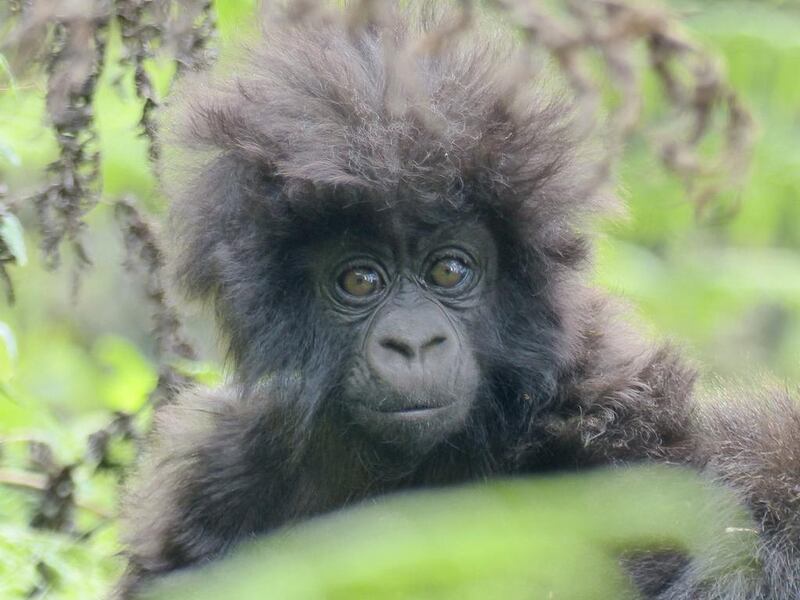 Baby mountain gorilla in the Virunga mountains, Rwanda. Photo by Kareen Worrell