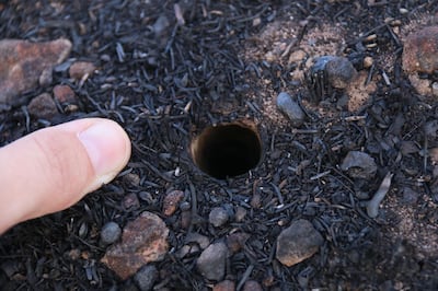 A burnt trapdoor spider burrow in the Stirling Range National Park, Western Australia. Courtesy: Leanda Mason