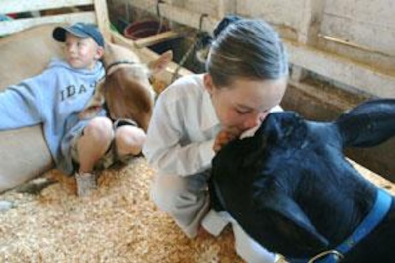 Hannah Iwerseren, 10, of Middleton, Idaho, kisses her Holstein cow named Daisy as Josh Kratzberg, 10, of Caldwell, Idaho, rests on his sister's show cow named Mocha.
