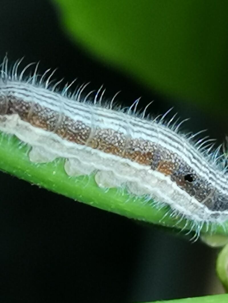 The caterpillar phase of the common banded awl life cycle. Photo: Kiran Kannan